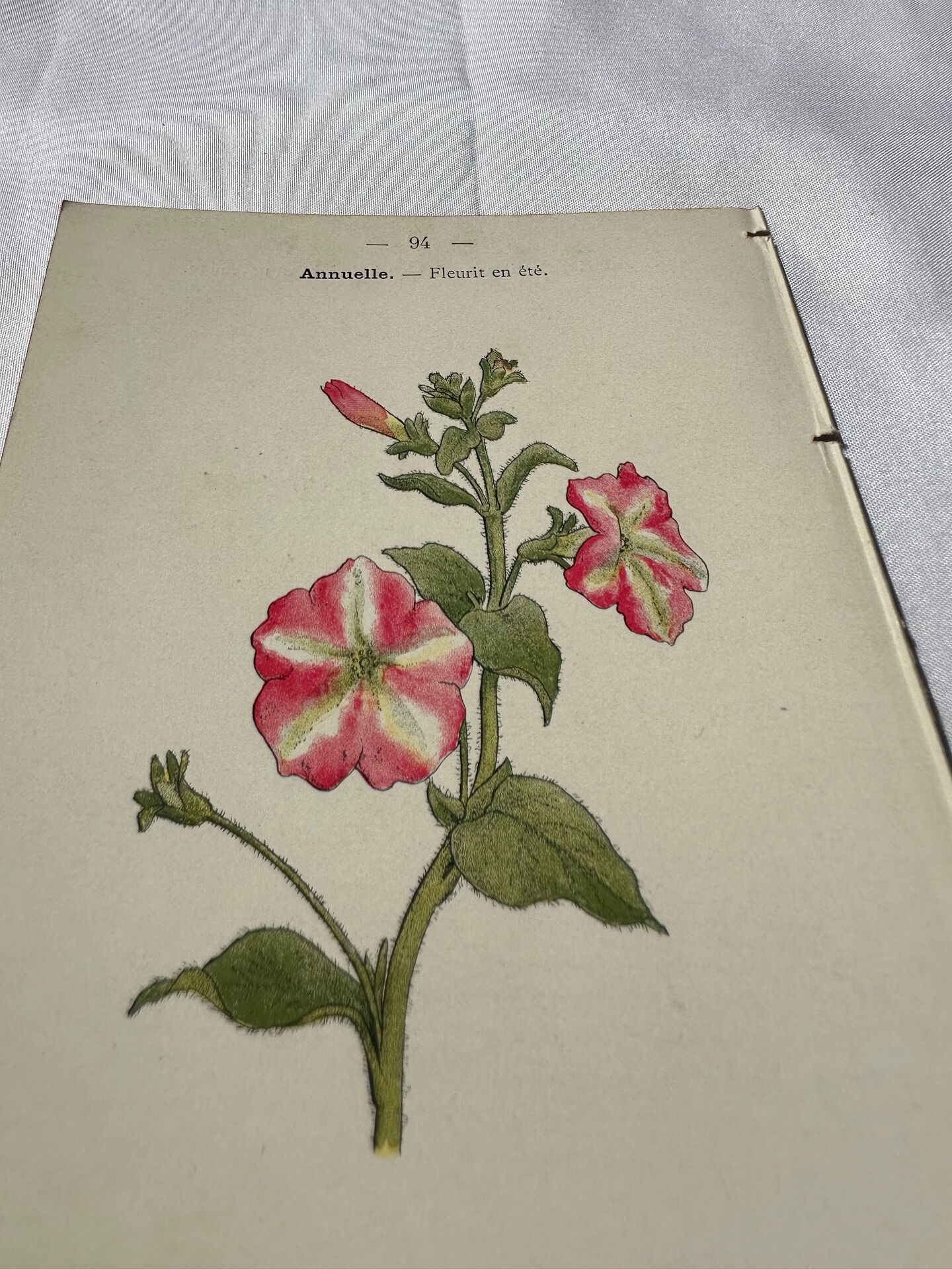 🌿 Botanical Plate Old Naturalist Engraving 19th Century Double-Sided