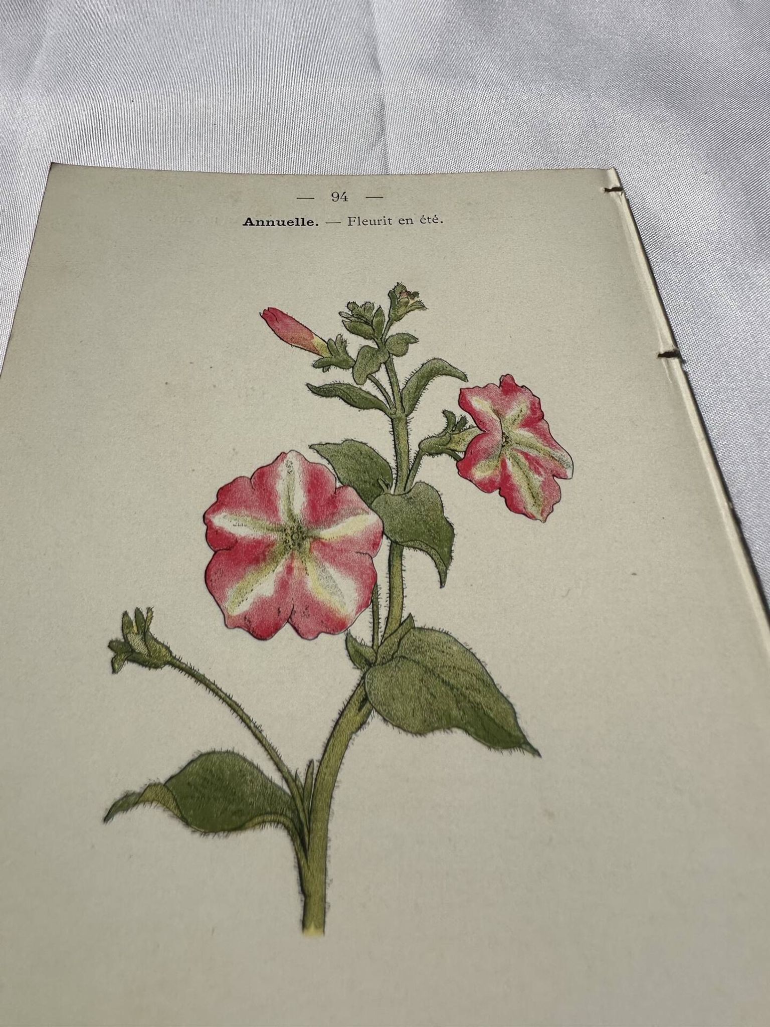Planche Botanique Gravure naturaliste ancienne 19eme recto verso