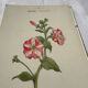 🌿 Botanical Plate Old Naturalist Engraving 19th Century Double-Sided