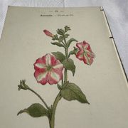 Planche Botanique Gravure naturaliste ancienne 19eme recto verso