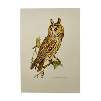 Planche oiseaux Années 60 - Hibou Moyen-Duc - Illustration zoologique et ornithologique vintage