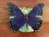Dessous de plat papillon