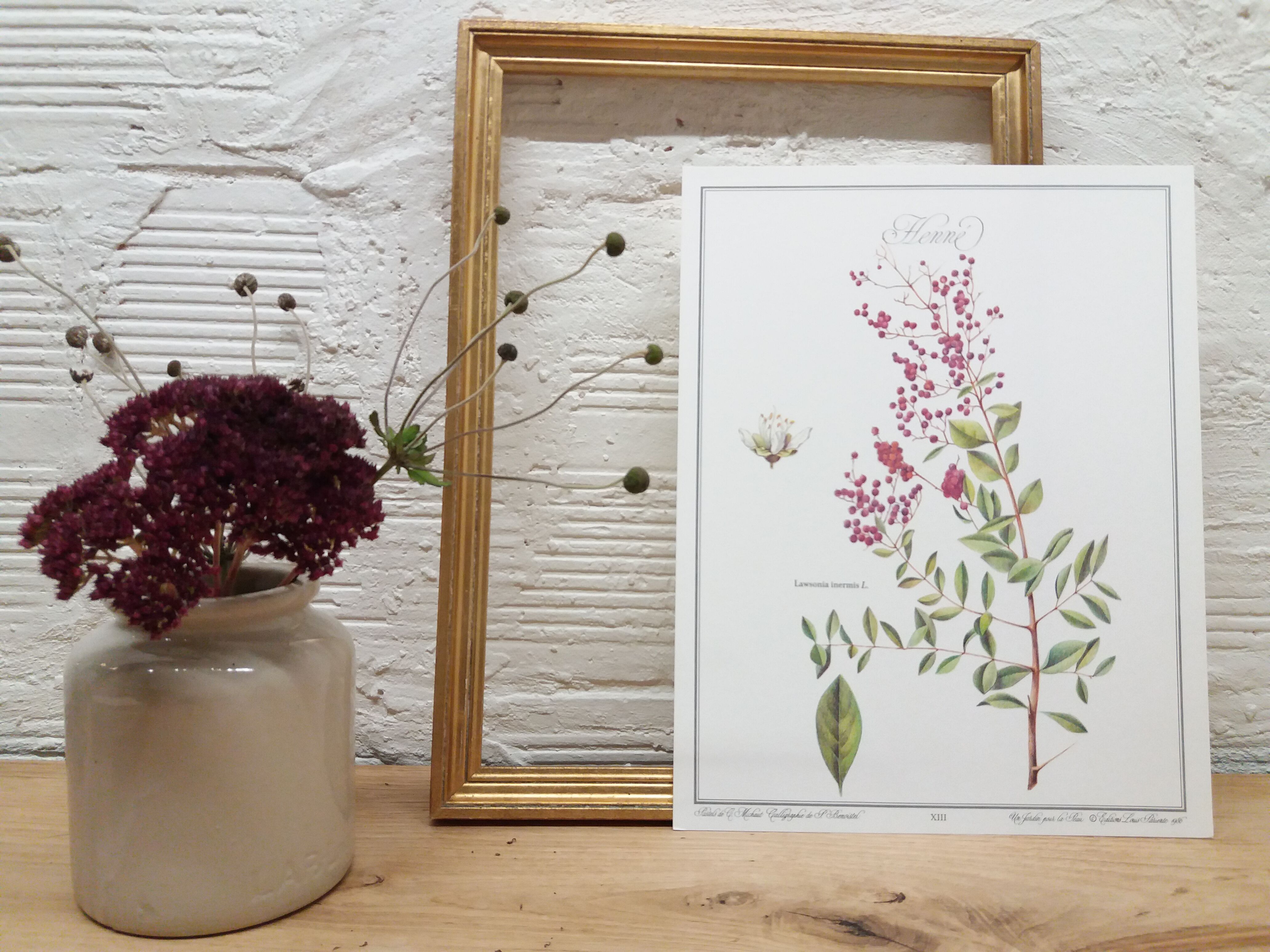 Henné botanical plank