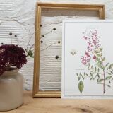 Henné botanical plank