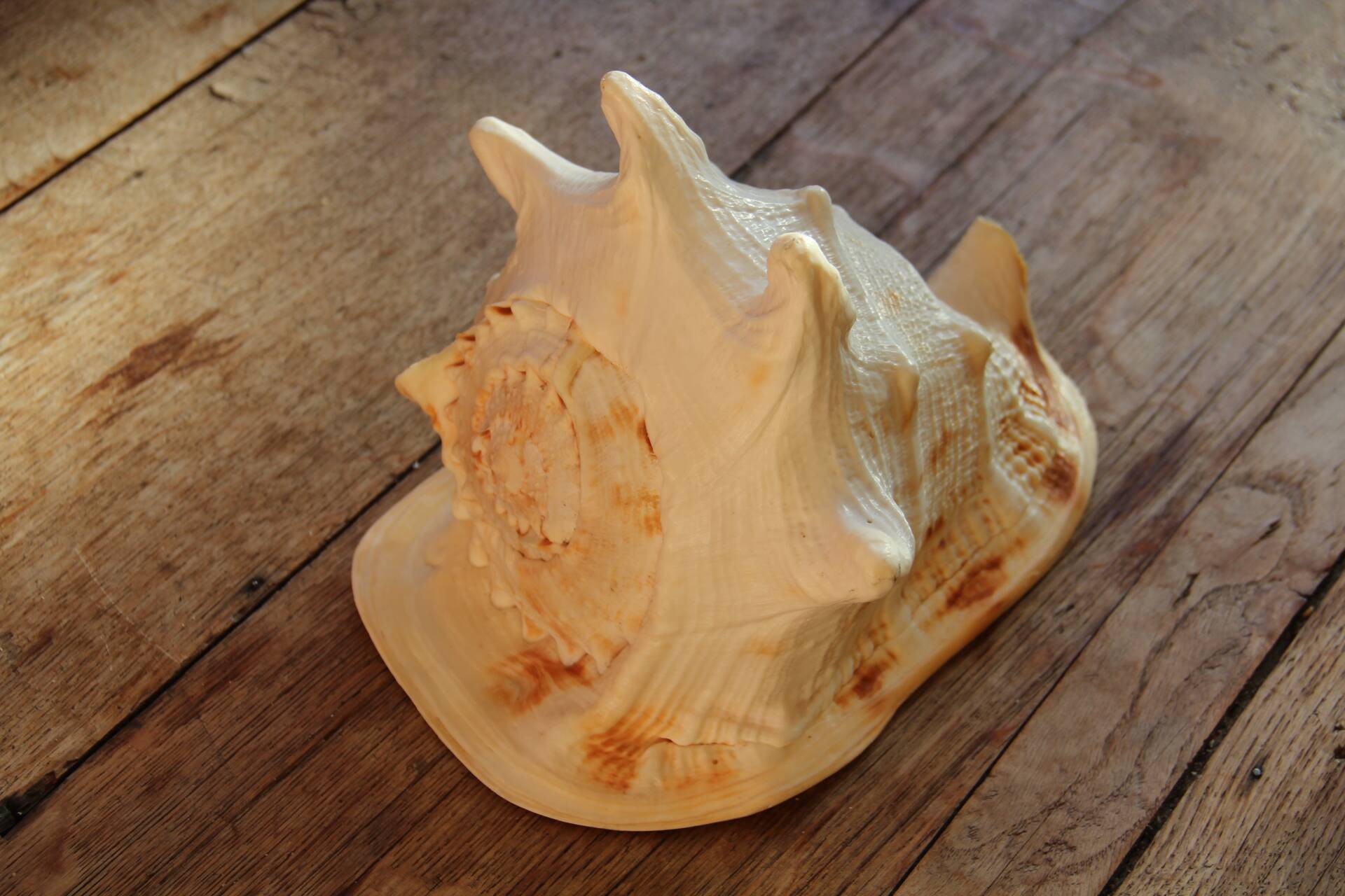 Shell Cassis Cornuta