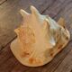 Shell Cassis Cornuta