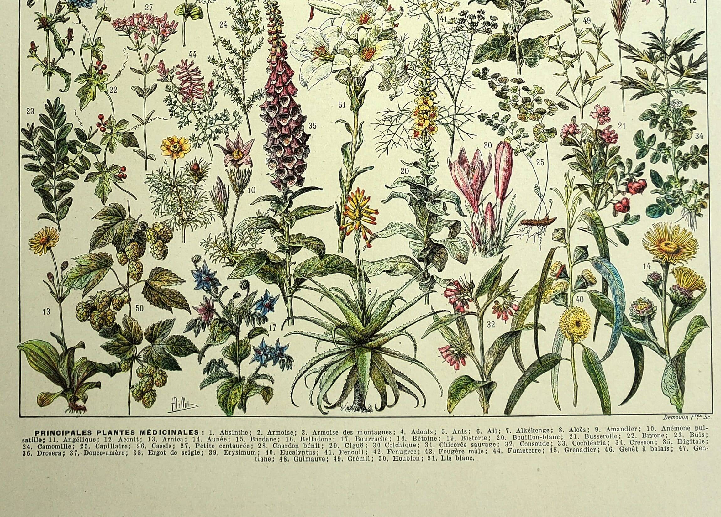 Old engraving 1928 - Medicinal plants by A. Millot. Botany