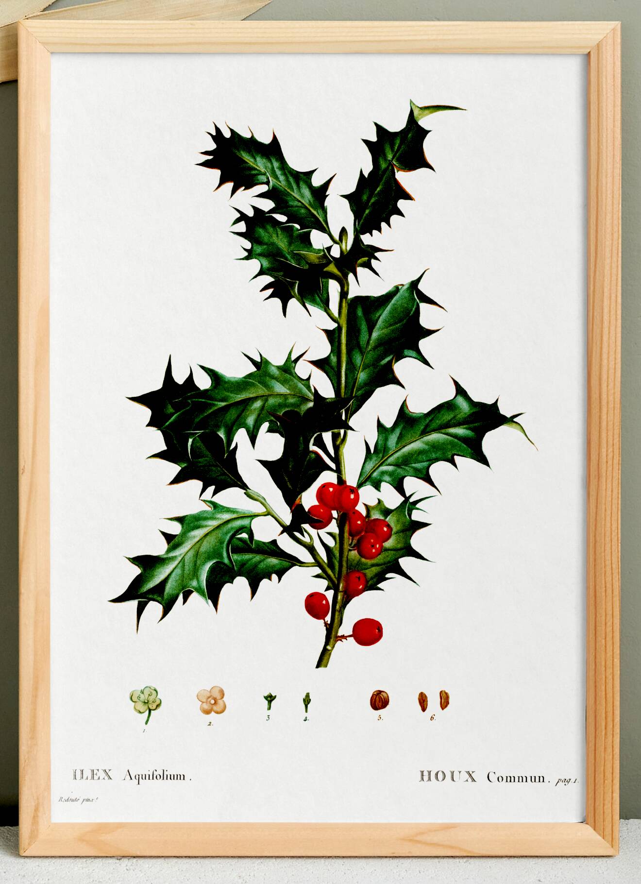 Poster about holly, after an engraving from 1802