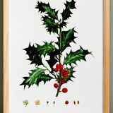 Poster about holly, after an engraving from 1802
