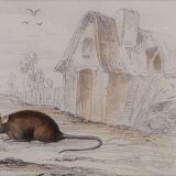 Original zoological board " rat, squirrel, mulot,... " - buffon 1840