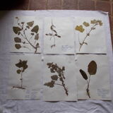Set of 6 herbarium boards No.4