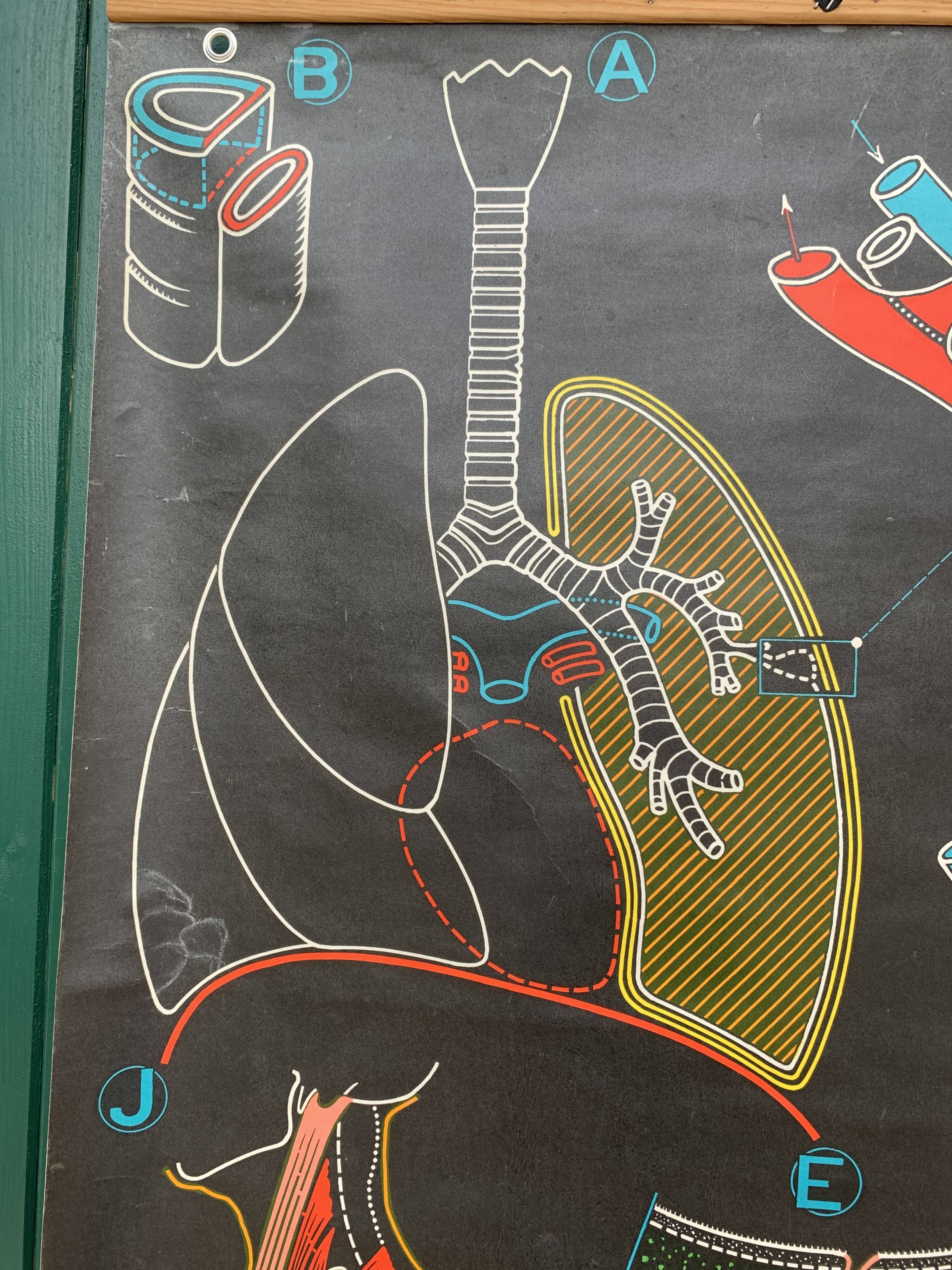 School Poster - breathing S8 2nd ed. - P. Sougy - Ets du Dr Auzoux