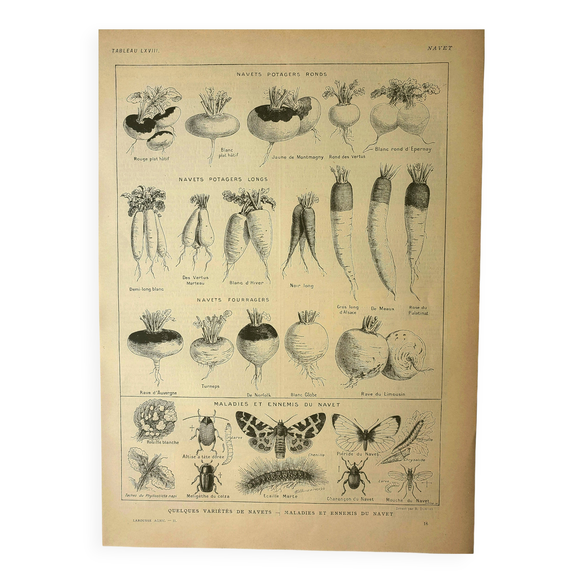 Botanical plate 1921 M. Dessertenne - Vegetable garden turnip - old engraving