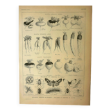 Botanical plate 1921 M. Dessertenne - Vegetable garden turnip - old engraving