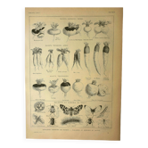 Botanical plate 1921 M. Dessertenne - Vegetable garden turnip - old engraving