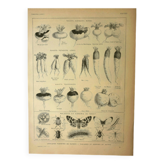 Planche botanique 1921 M. Dessertenne - Navet du potager - vieille Gravure
