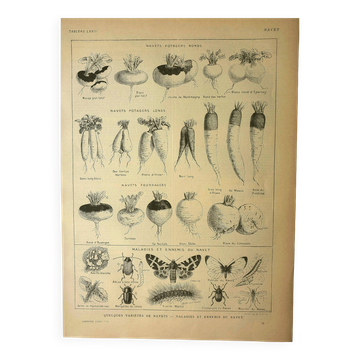 Planche botanique 1921 M. Dessertenne - Navet du potager - vieille Gravure