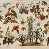 Chromo-lithograph from 1909 - Flower and decorative plants (1) - German plate - Engraving