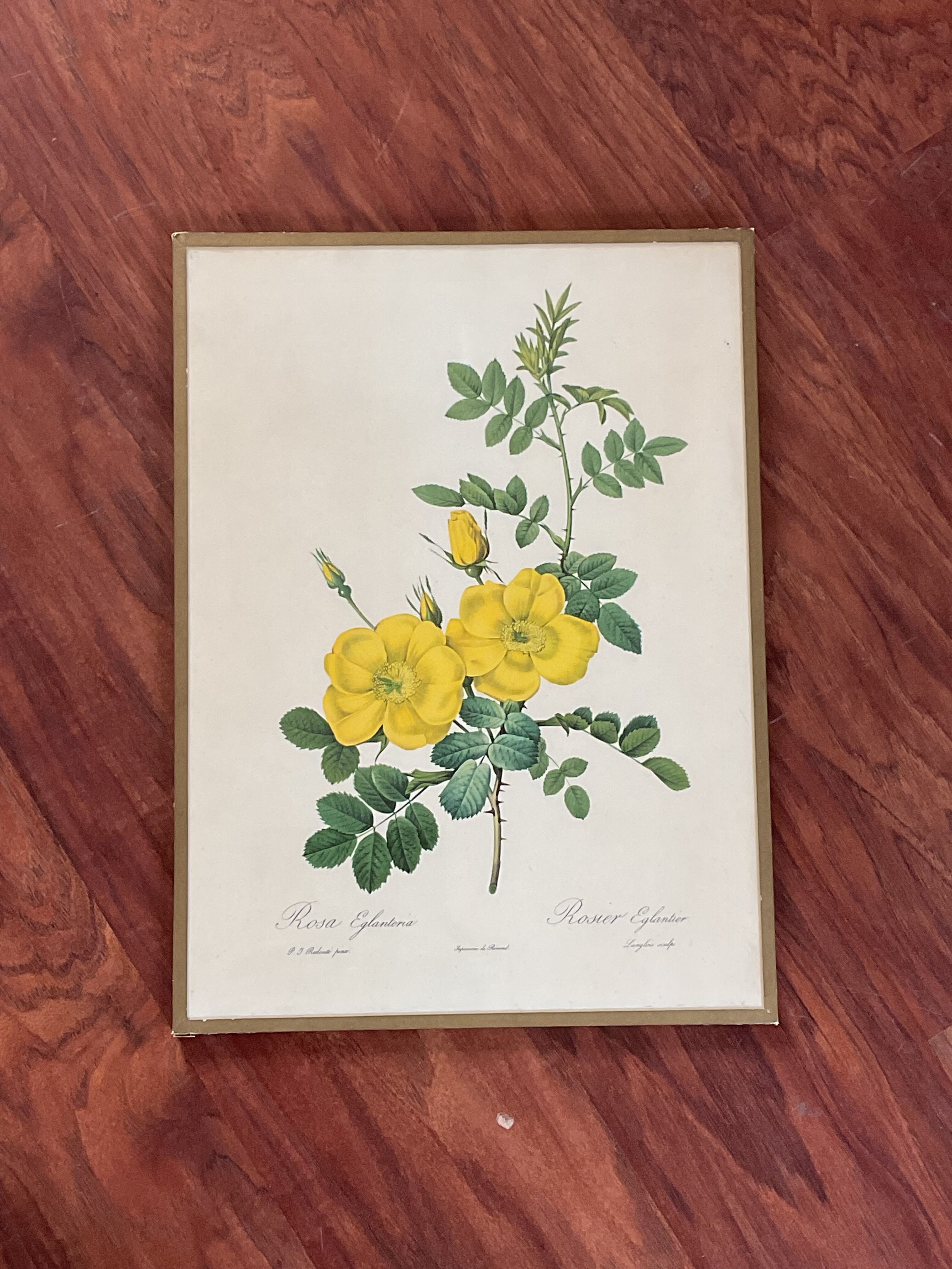 illustration Redouté