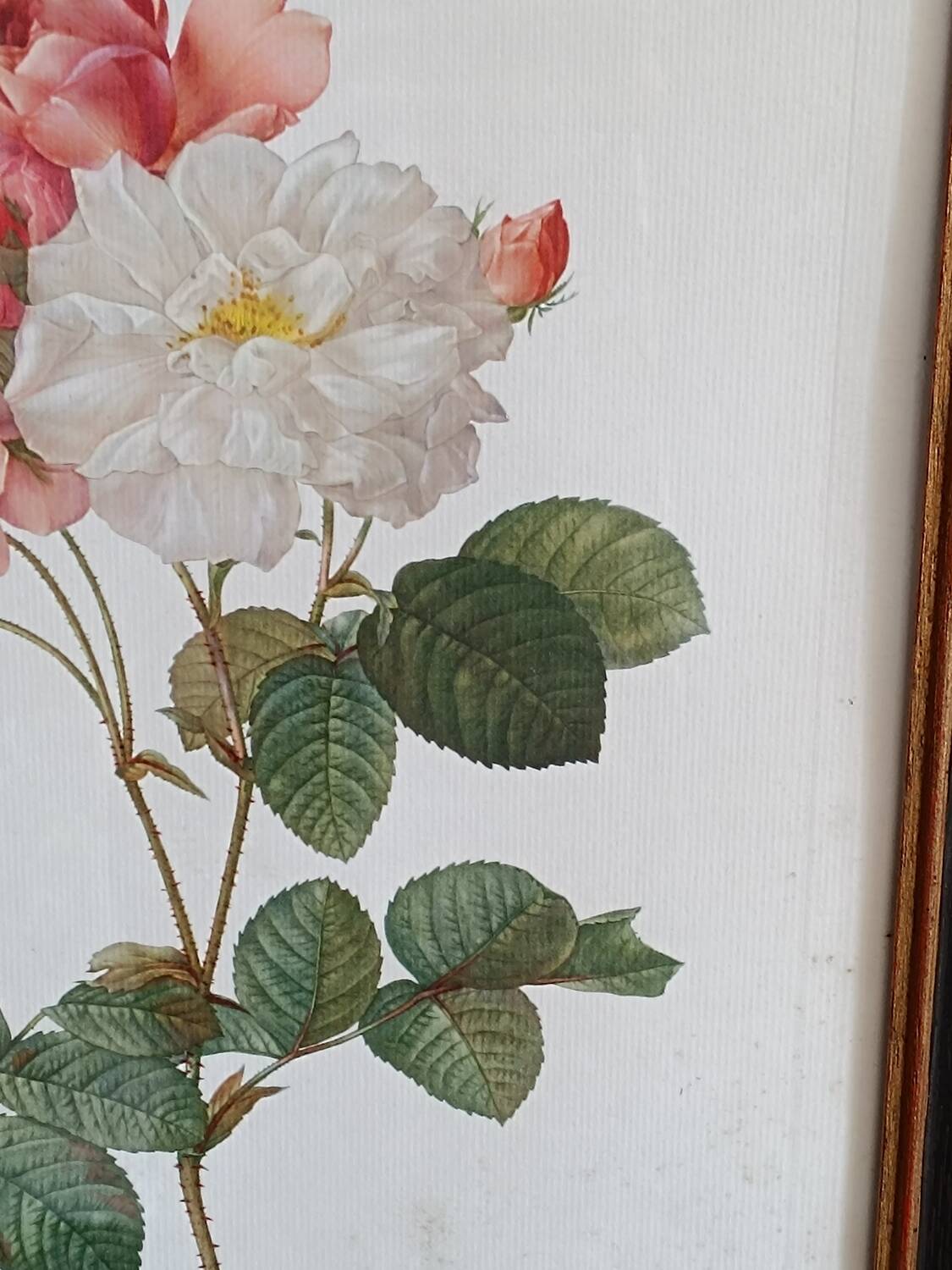 Botanical Rose Lithograph