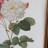 Botanical Rose Lithograph
