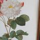 Botanical Rose Lithograph