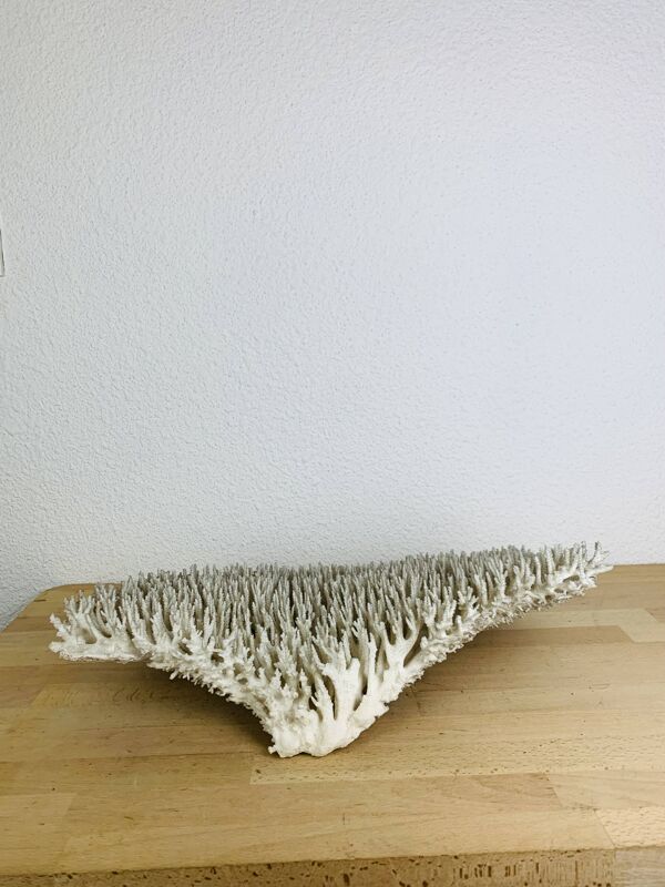 Corail ancien