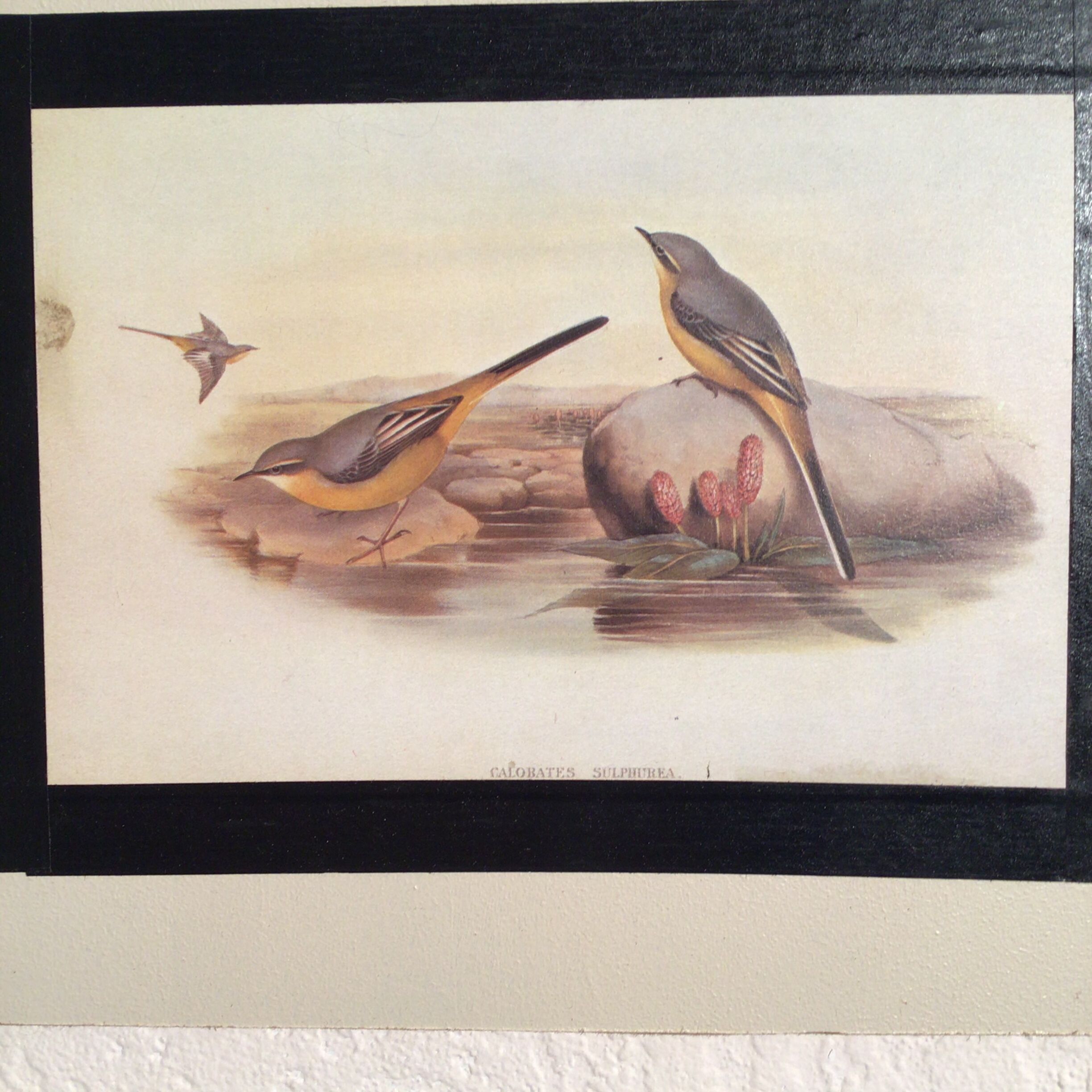 Ornithological plate 1880