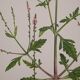 Lot de 2 planches botaniques cicutaire et verveine