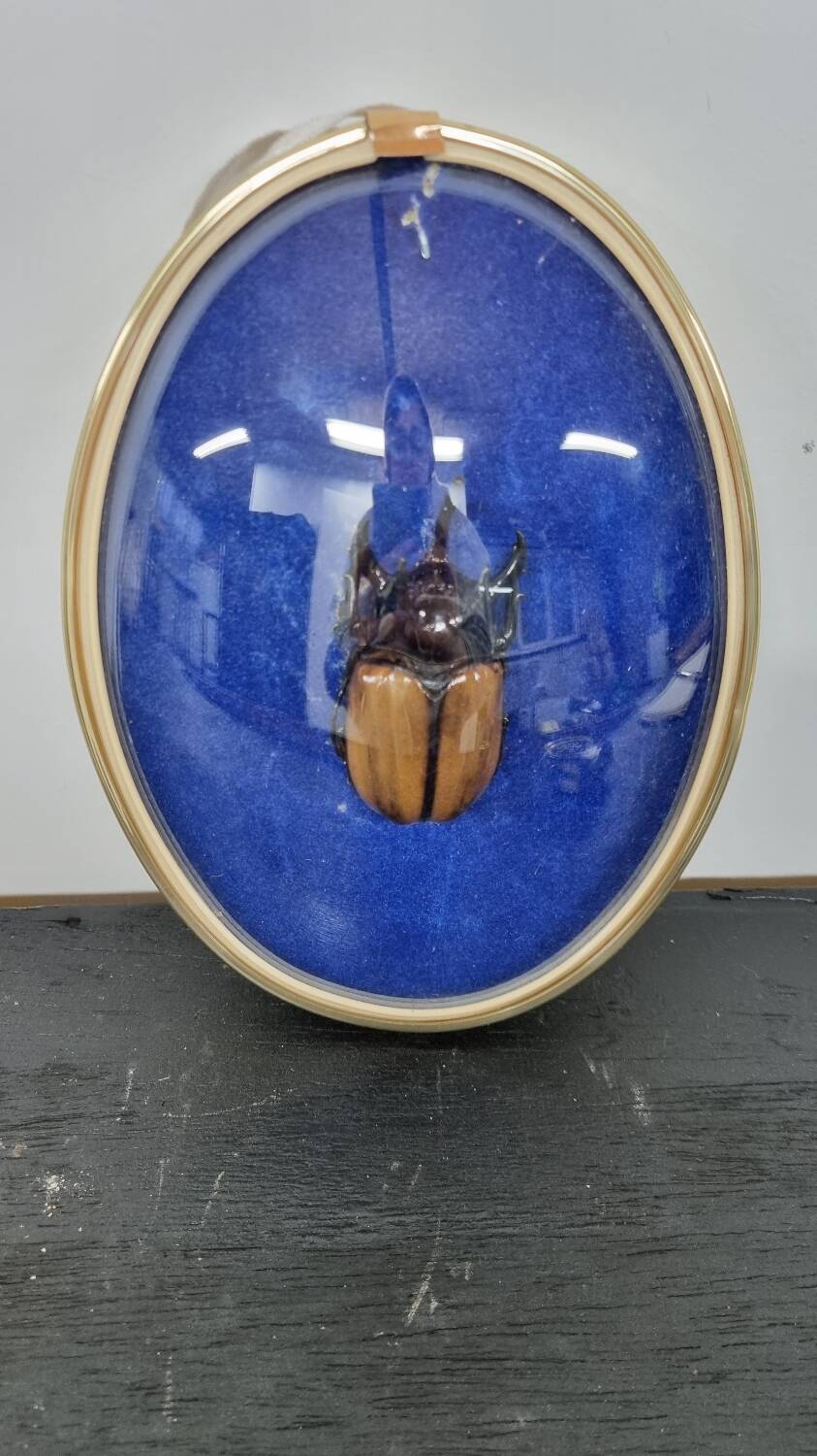 Beetle entomology box