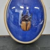 Beetle entomology box