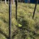 Lot de 12 chaises métal