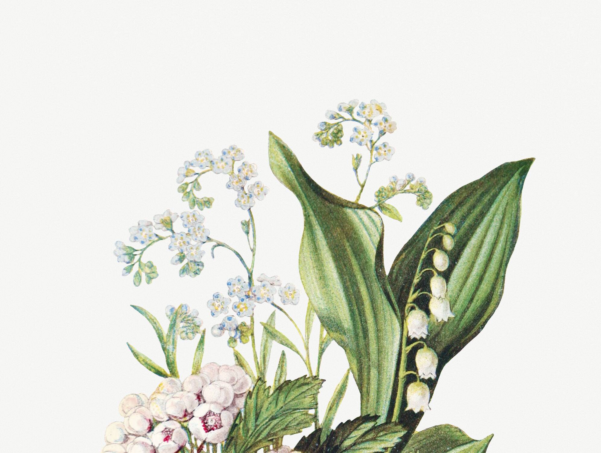Poster about “lily of the valley, forget-me-not and hawthorn”