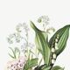 Poster about “lily of the valley, forget-me-not and hawthorn”