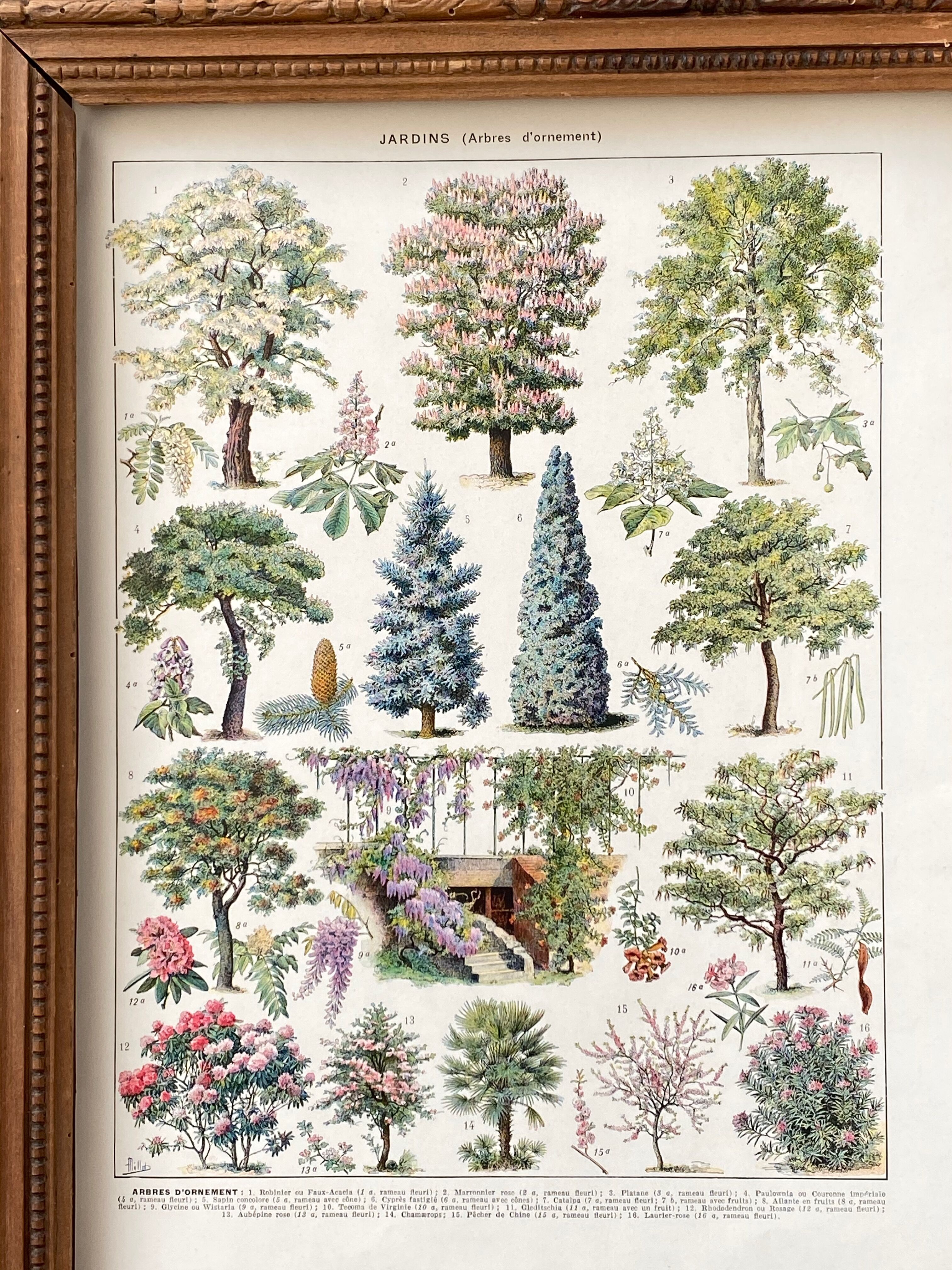 Illustration Millot "ornamental tree gardens"