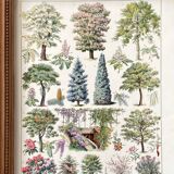 Illustration Millot "ornamental tree gardens"