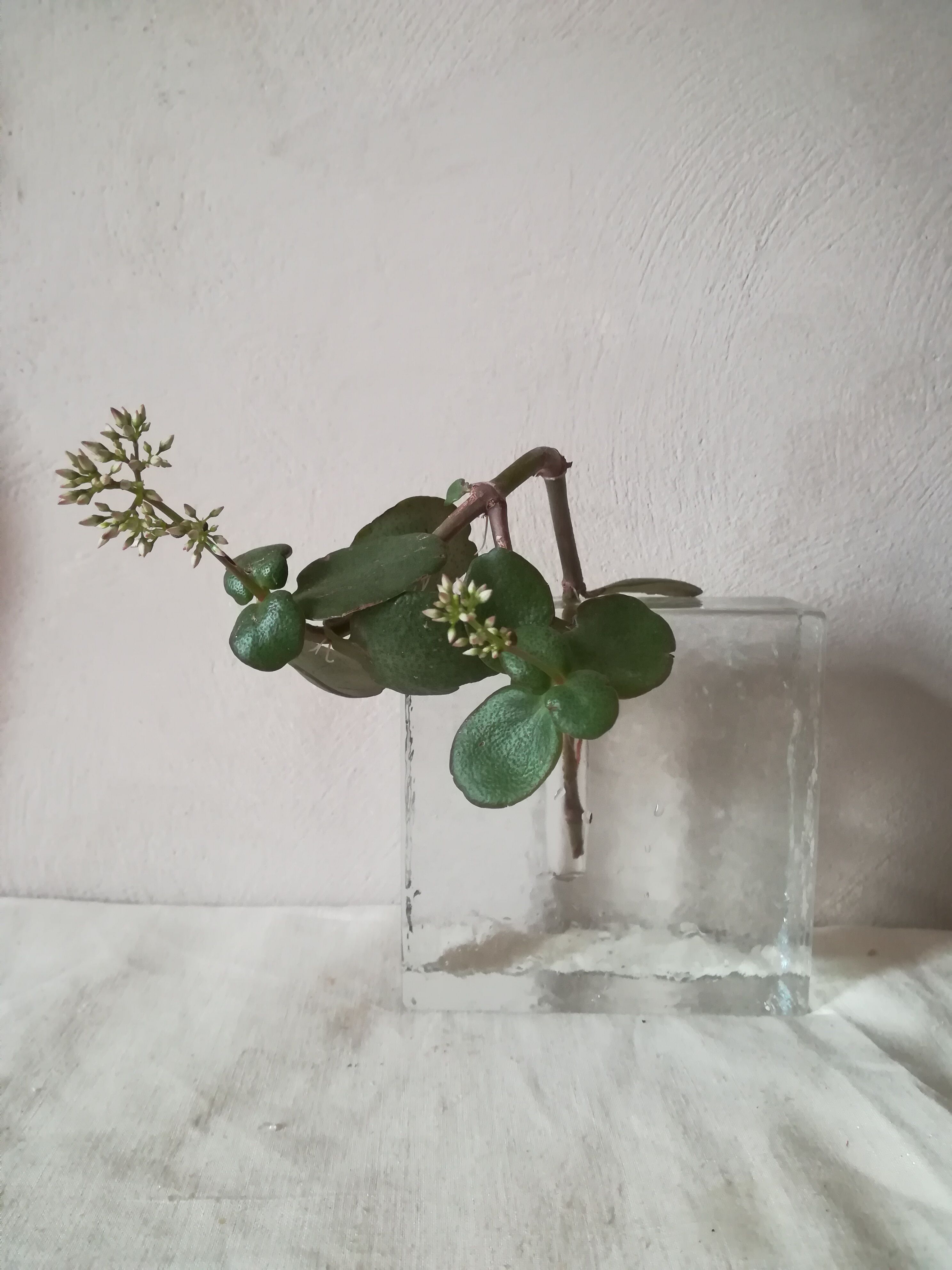 Soliflore in glass pavement