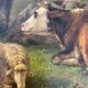 The herd. oil on canvas xixth j Paris