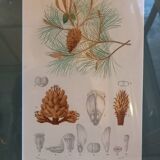 Old botanical plate, framed, representing a maritime pine.
