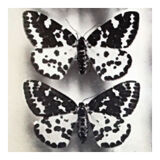 Butterflies 4