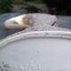 Coronetti Cunardo Pitcher
