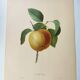 Gravure ancienne de fruits -1955- Pomme Calville- Par P.J Redouté. Vintage