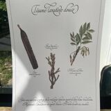 Planche botanique "Tisane laxative douce"