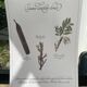 Planche botanique "Tisane laxative douce"