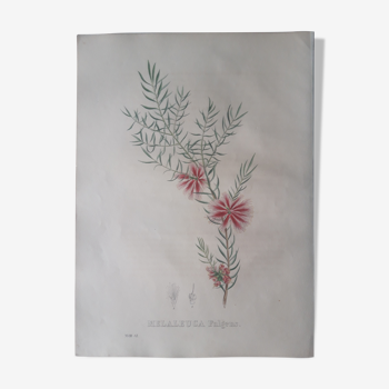 Planche botanique Melaleuca Fulgens, lithographiée et coloriée,Sertum Botanicum 1832