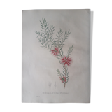 Botanical plank Melaleuca Fulgens, lithographed and colored,Sertum Botanicum 1832