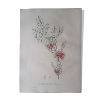 Planche botanique Melaleuca Fulgens, lithographiée et coloriée,Sertum Botanicum 1832