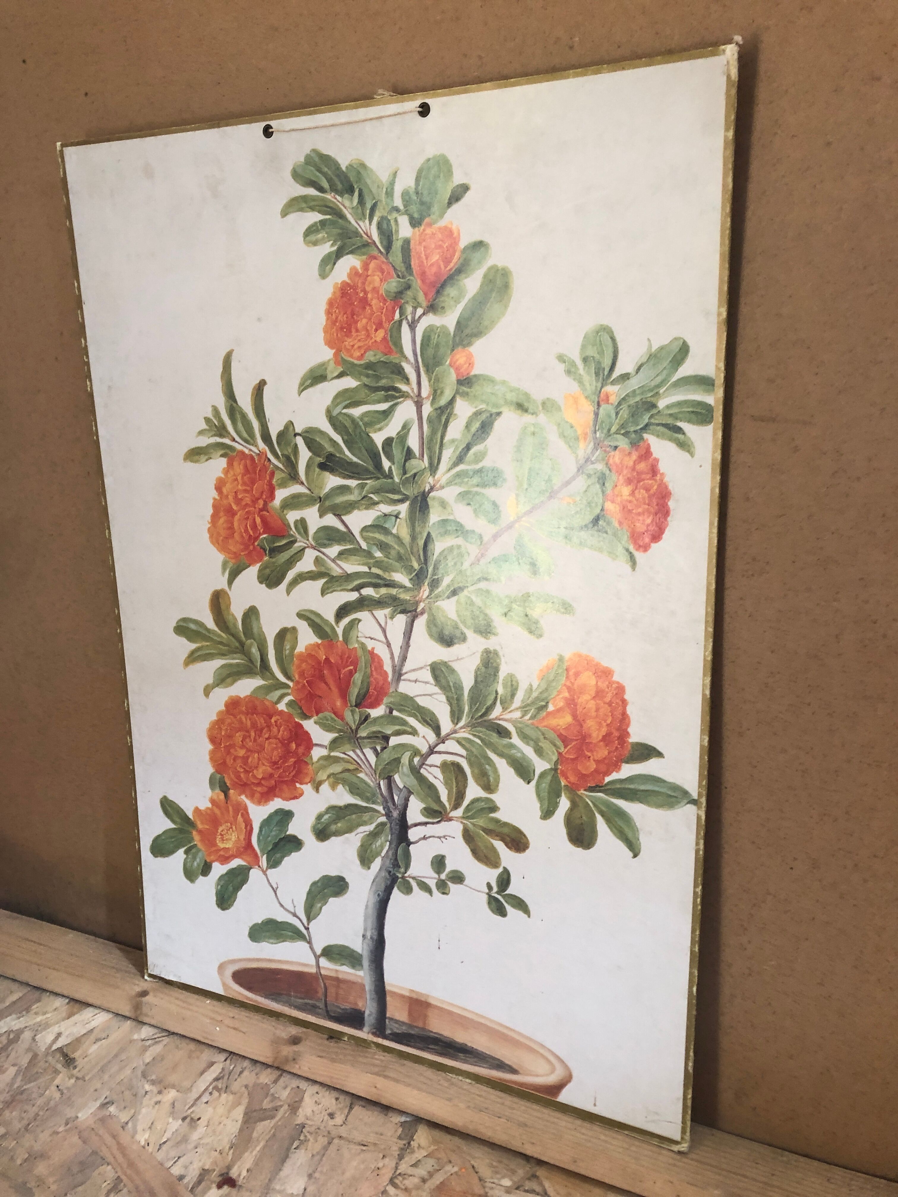 Old botanical board bernard carant paris vintage flowers
