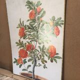 Old botanical board bernard carant paris vintage flowers