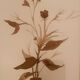 Lot de 3 tableaux nature morte vases fleurs séchées style Wabi Sabi